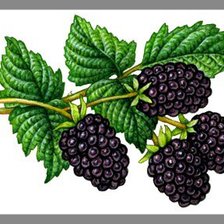 Ежевика