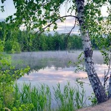 Схема вышивки «Берёзовая роща»