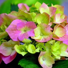 Схема вышивки «Гортензия»