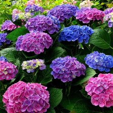 Буйство гортензии