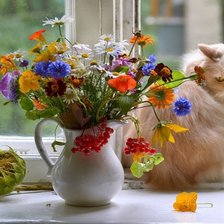 Схема вышивки «Котик»