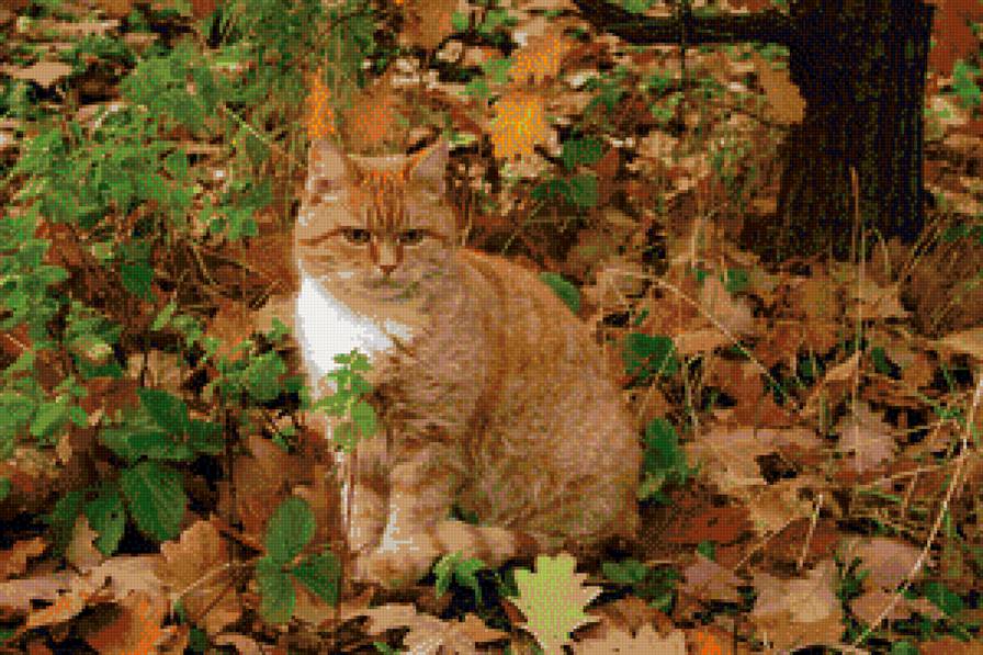 РЫЖИЙ - кот - предпросмотр