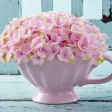 гошочек гортензии