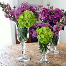 гортензия зелёная