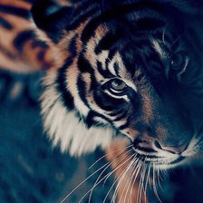 Схема вышивки «Хищник»