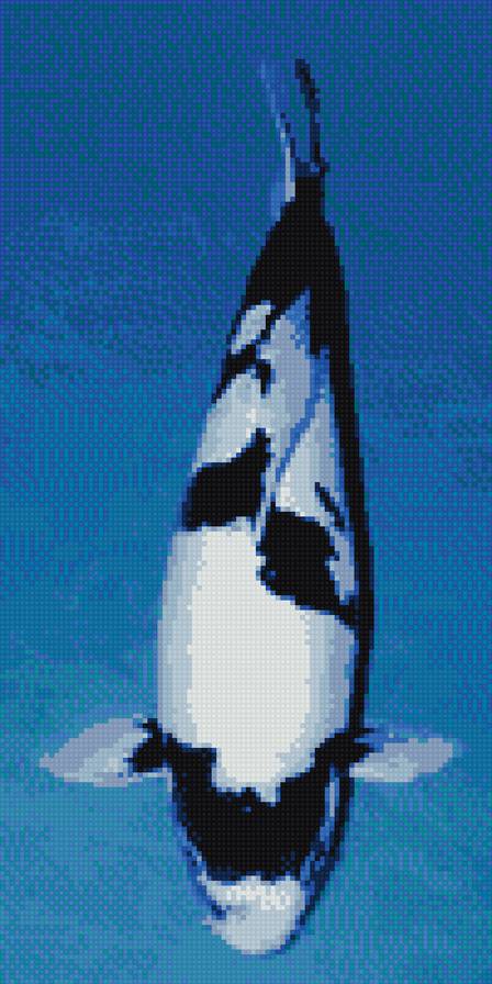 рыба карп кои - карп, кои, рыба, рыбка - предпросмотр