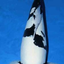 Схема вышивки «рыба карп кои»