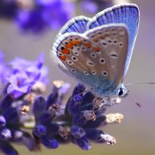 Схема вышивки «Бабочка»