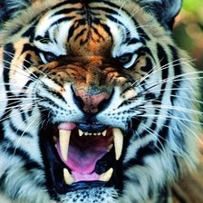 Схема вышивки «Тигр»