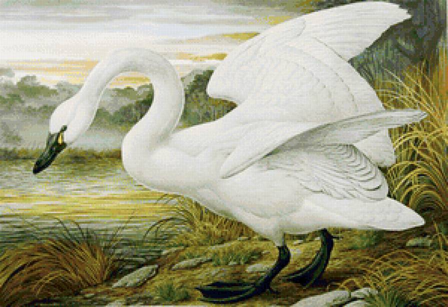 Лебедь на берегу - берег реки, трава, осень, лебеди, берег, осенний пейзаж, птицы, лебедь - предпросмотр