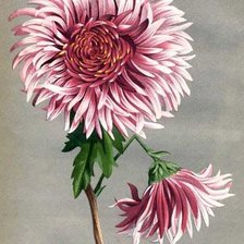 Схема вышивки «Хризантема»