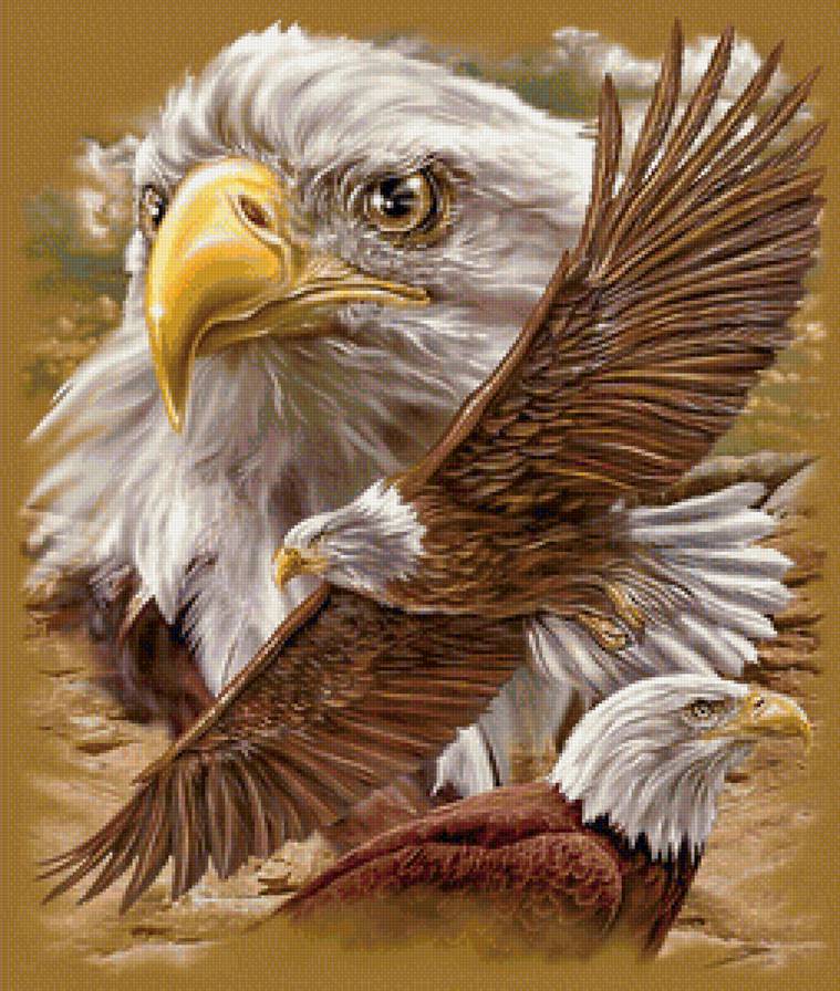 хозяин неба - орел, орлы, полет, хищники, птицы - предпросмотр