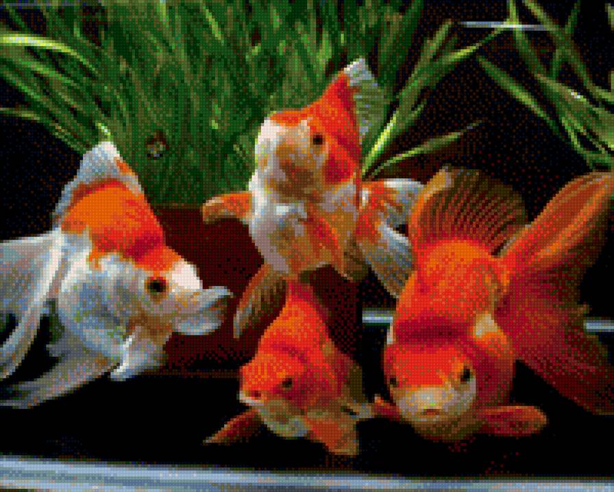 Рыбки - предпросмотр