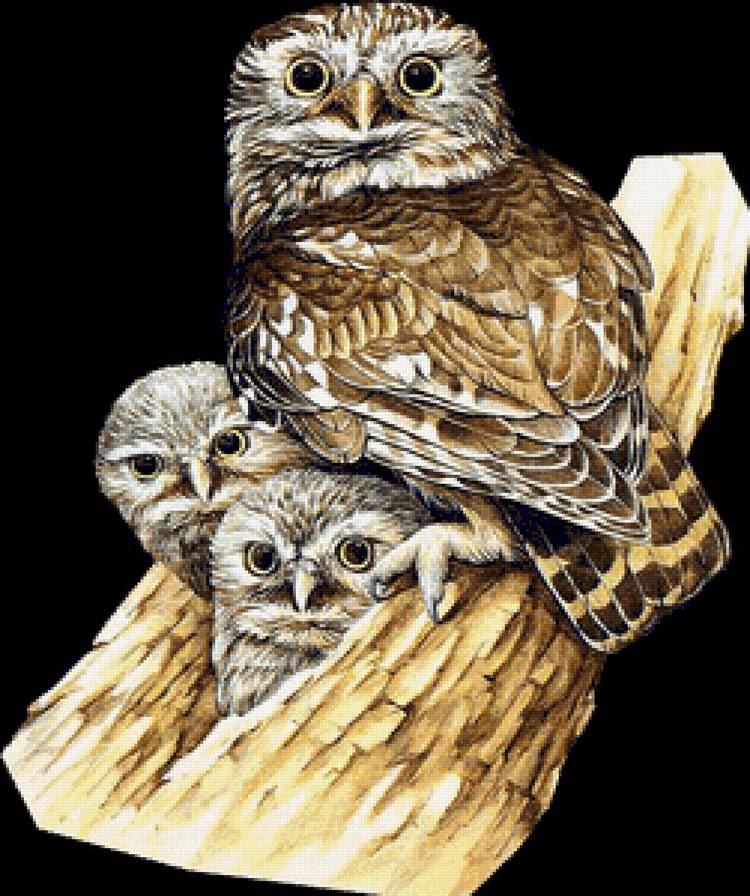Совушки - птицы, птица, сова - предпросмотр