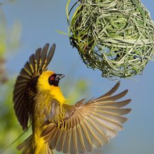 Схема вышивки «Ткачик за работой»
