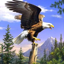 Схема вышивки «орел»