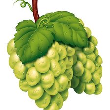 Виноград
