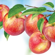 Схема вышивки «Богатый урожай»