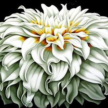 Хризантема