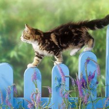 Схема вышивки «котик на заборе»