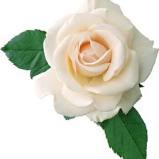 Схема вышивки «роза»