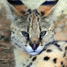 Схема вышивки «рысь»