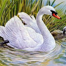Схема вышивки «лебединое озеро»
