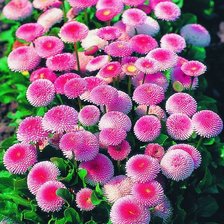 Схема вышивки «Маргаритки»