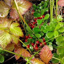 Схема вышивки «Брусника»