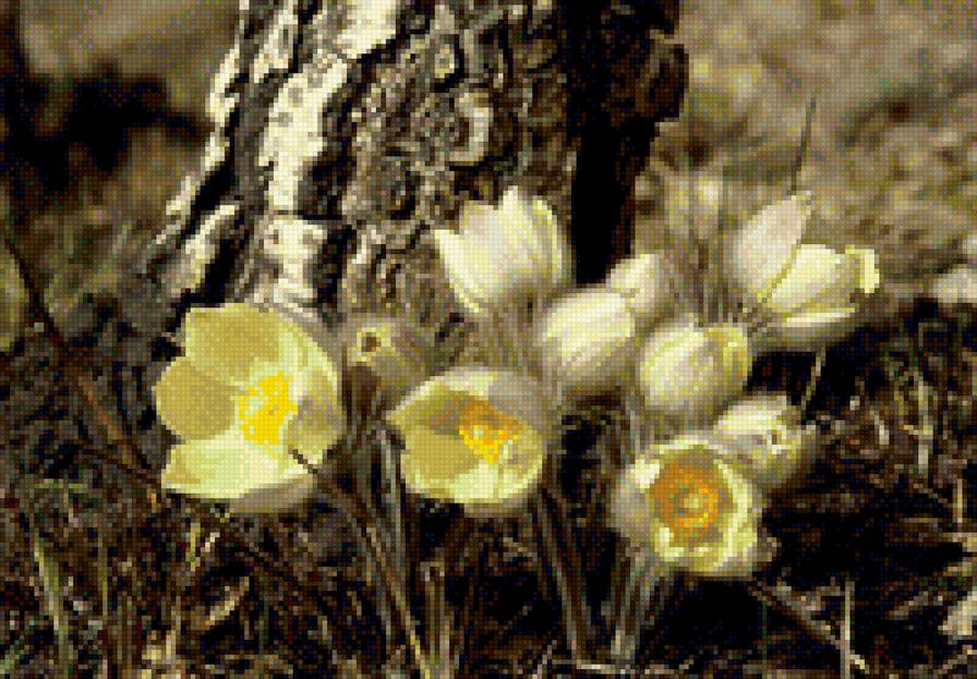 Подснежник - весна, сон-трава, подснежник, солнечный день - предпросмотр