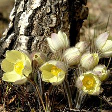 Схема вышивки «Подснежник»