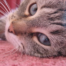 Схема вышивки «Кошка Умка»