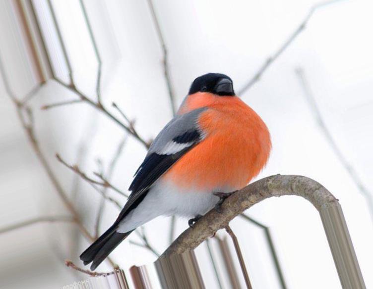 Снегирик - животные, зима, птицы - оригинал