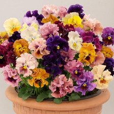 Схема вышивки «душистые виолы»