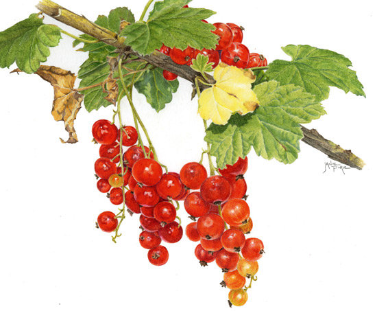 красная смородина - оригинал