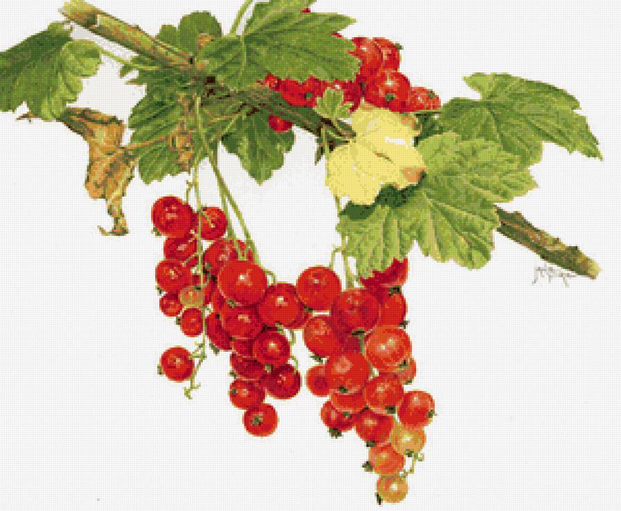 красная смородина - предпросмотр