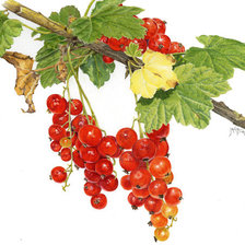 Схема вышивки «красная смородина»