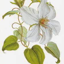 Схема вышивки «климатис»