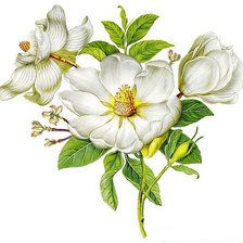 Схема вышивки «цветущая магнолия»