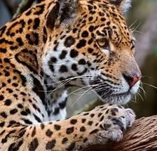 Схема вышивки «№1199164»