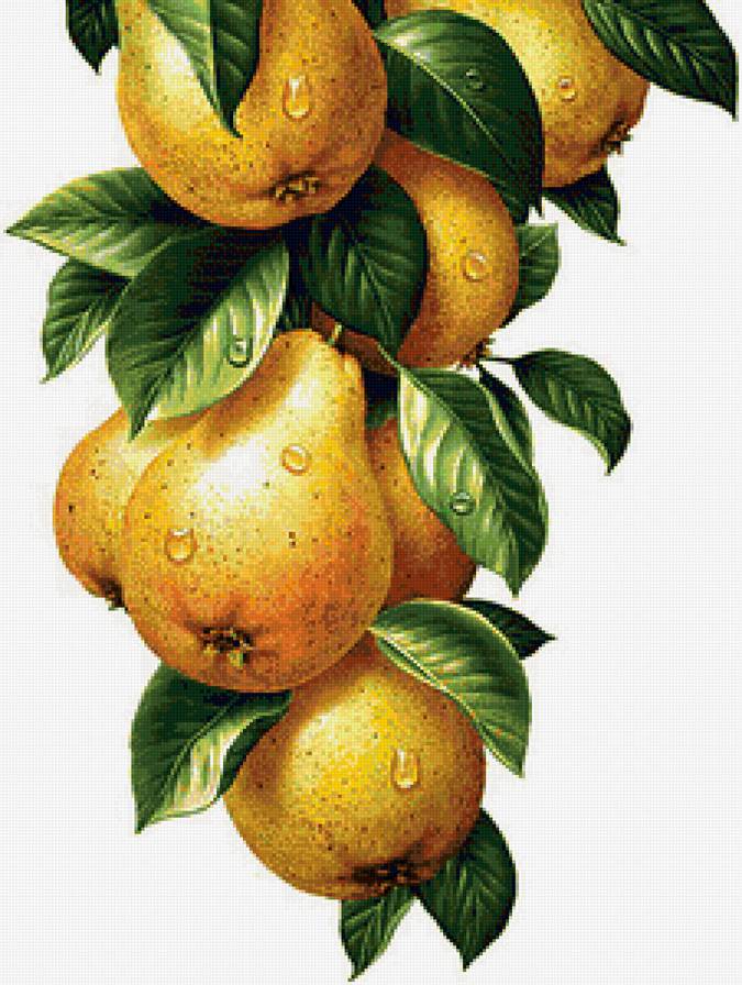 груши - предпросмотр