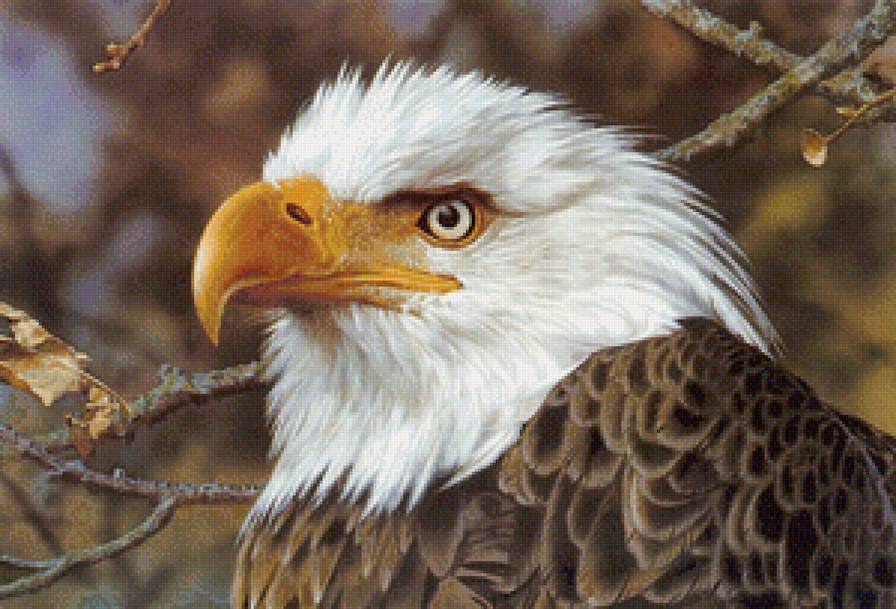 зоркий глаз - природа, птицы - предпросмотр