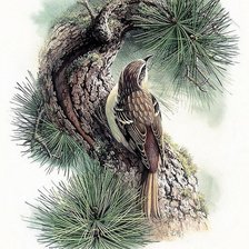 Схема вышивки «птичка»