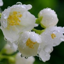 Схема вышивки «ландыши»