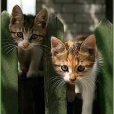 Схема вышивки «Котята»