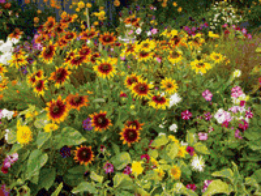 лето -  желтые цветы - желтые цветы лето - предпросмотр