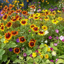 Схема вышивки «лето -  желтые цветы»