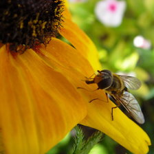 Схема вышивки «пчела»