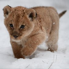 Схема вышивки «львенок малыш»