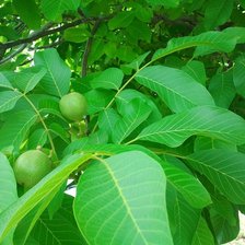 Схема вышивки «Родос. Лимоны.»